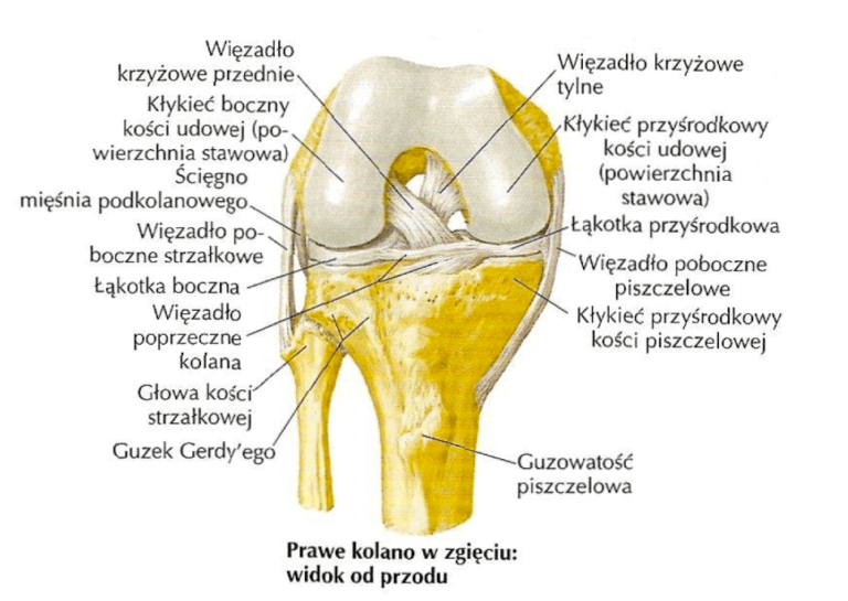 Mała Spłaszczona Kość W Stawie Kolanowym Zerwanie więzadła krzyżowego przedniego jego objawy, leczenie i