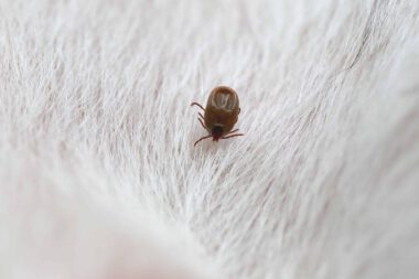 Co To Jest Riketsjoza Objawy Przyczyny I Sposoby Leczenia MedoVita pl co-to-jest-riketsjoza-objawy-przyczyny-i-sposoby-leczenia-medovita-pl